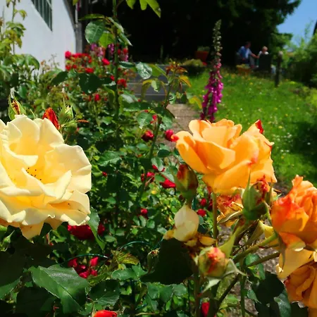 Blackforest Birdnest By Interhome Apartmán